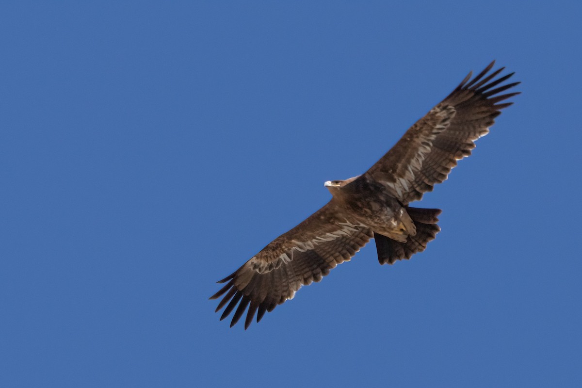 orel stepní - ML630965885