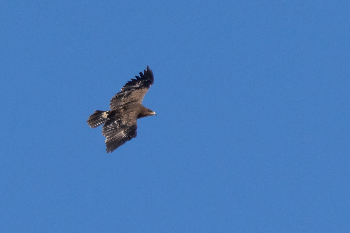 orel stepní - ML630965892