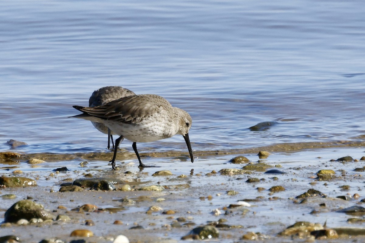 Dunlin - ML630965977