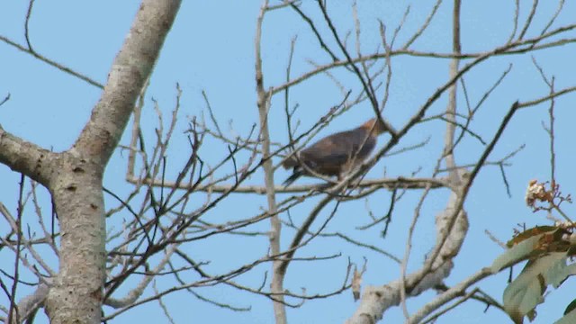 Hook-billed Kite - ML630965982