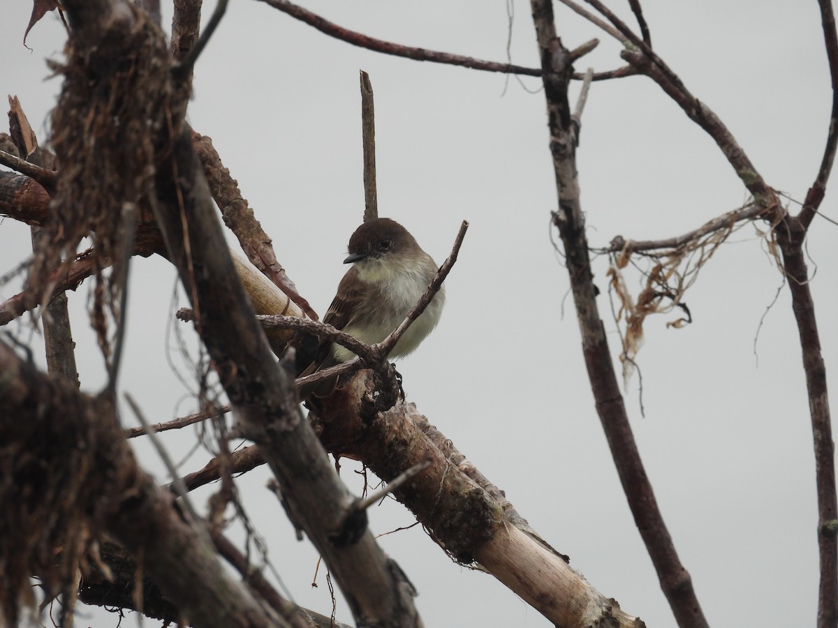 Eastern Phoebe - ML630966045