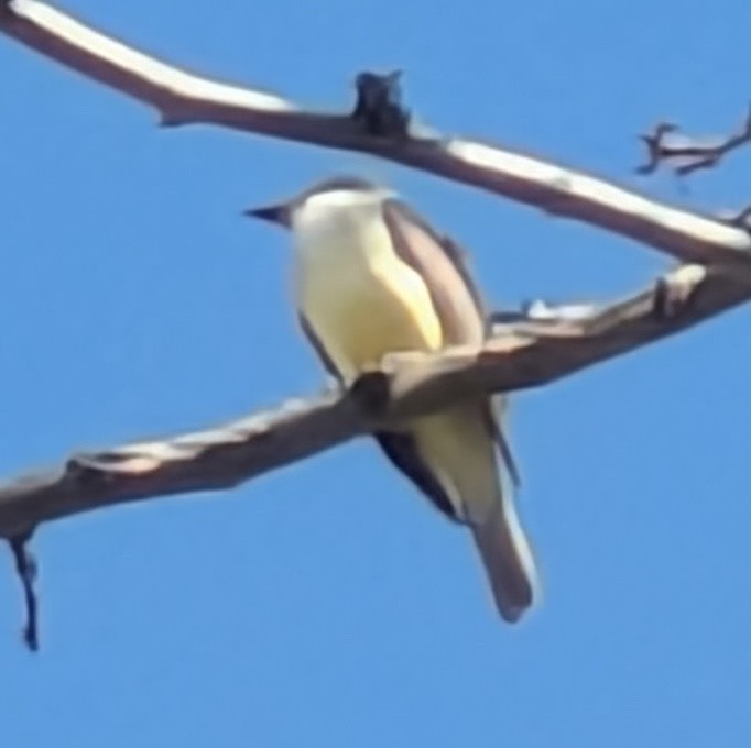 Thick-billed Kingbird - ML630966190
