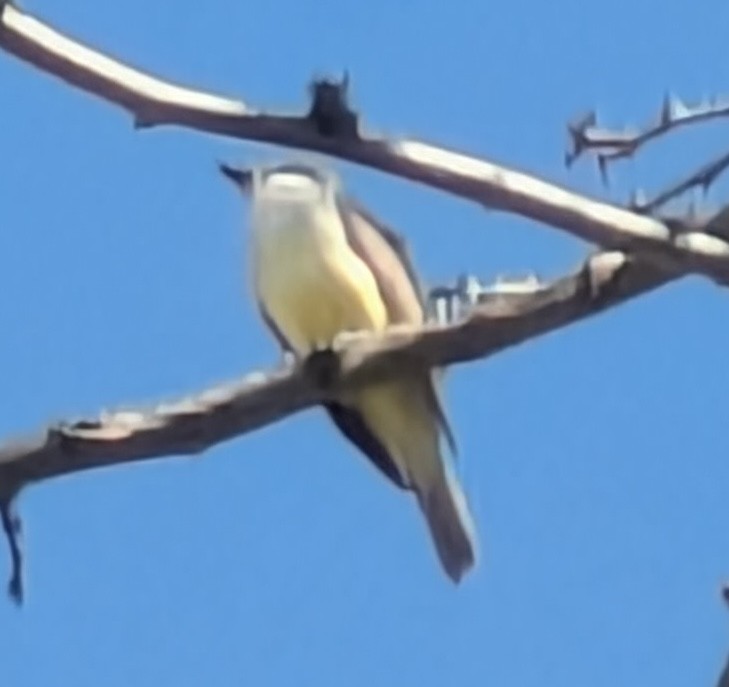 Thick-billed Kingbird - ML630966191