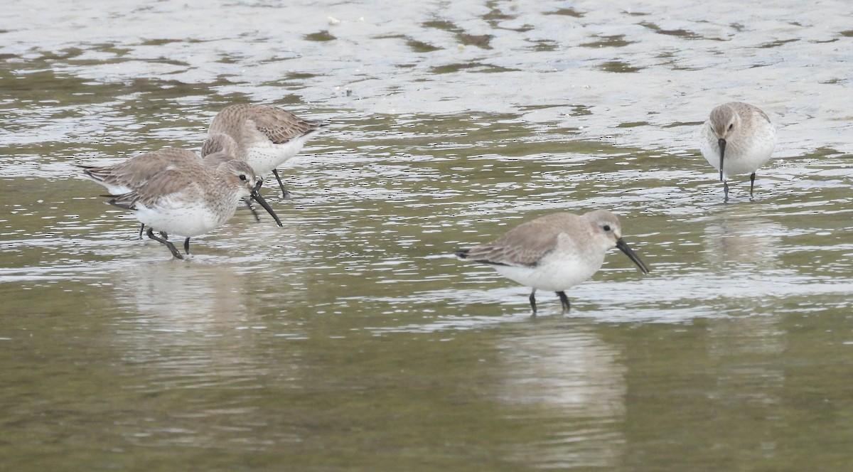 Dunlin - ML630966225