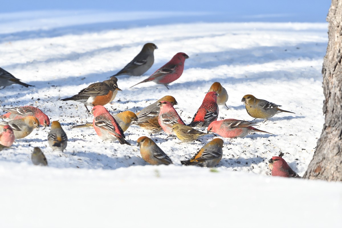 American Robin - ML630966357