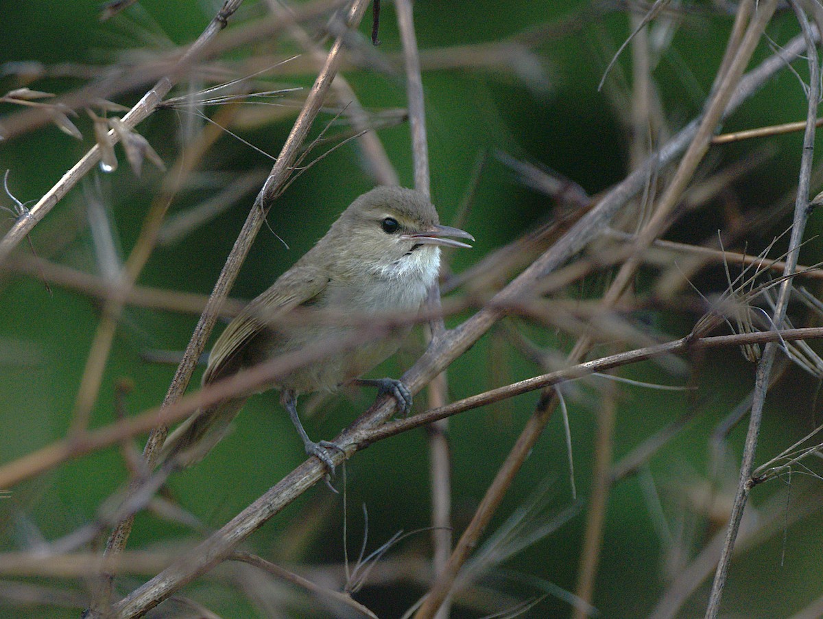 Noronha Vireo - ML630966453