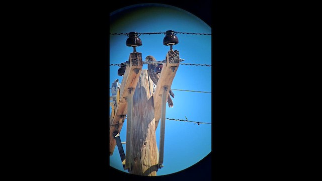 Harris's Hawk - ML630966620