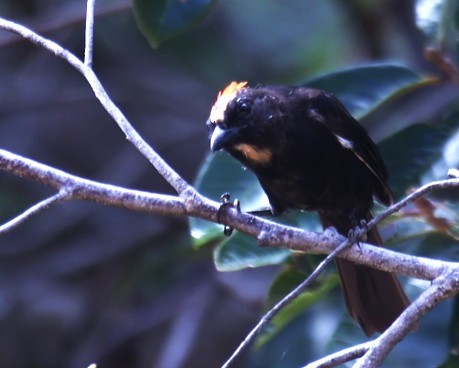 Flame-crested Tanager - ML630966747