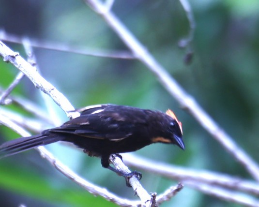 Flame-crested Tanager - ML630966748
