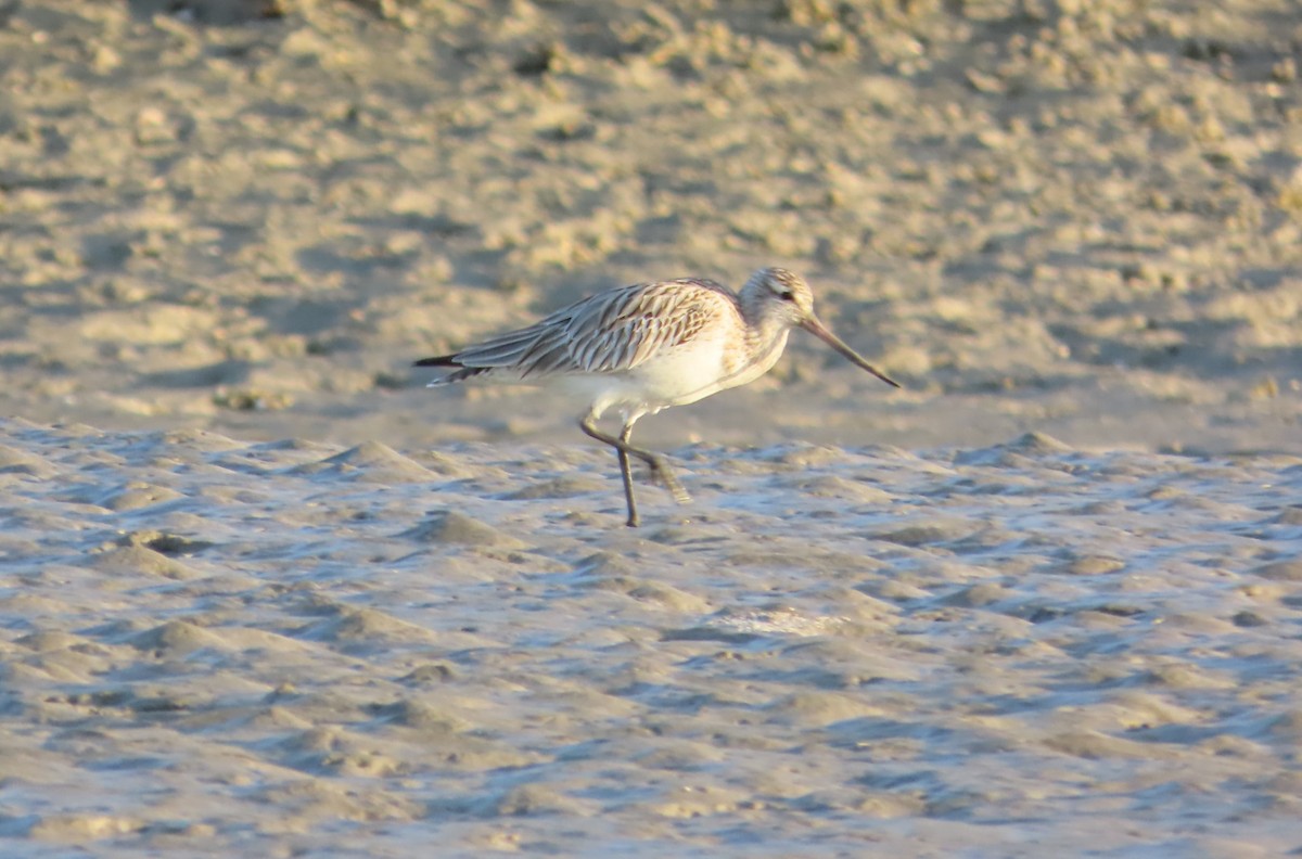 Bar-tailed Godwit - ML630966776