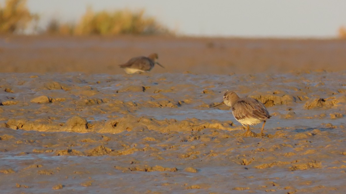 Terek Sandpiper - ML630966780