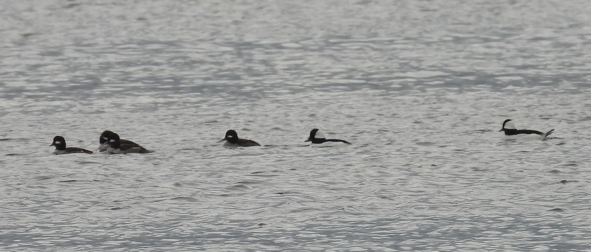 Bufflehead - ML630966793