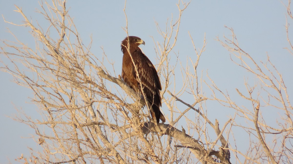 Greater Spotted Eagle - ML630966851