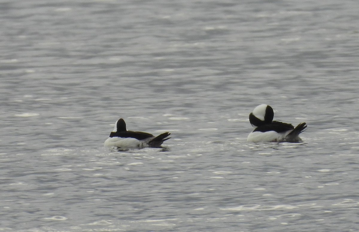 Bufflehead - ML630966858