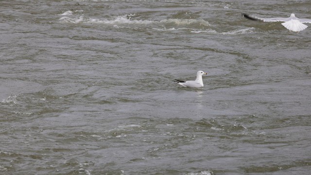 Ring-billed Gull - ML630966862