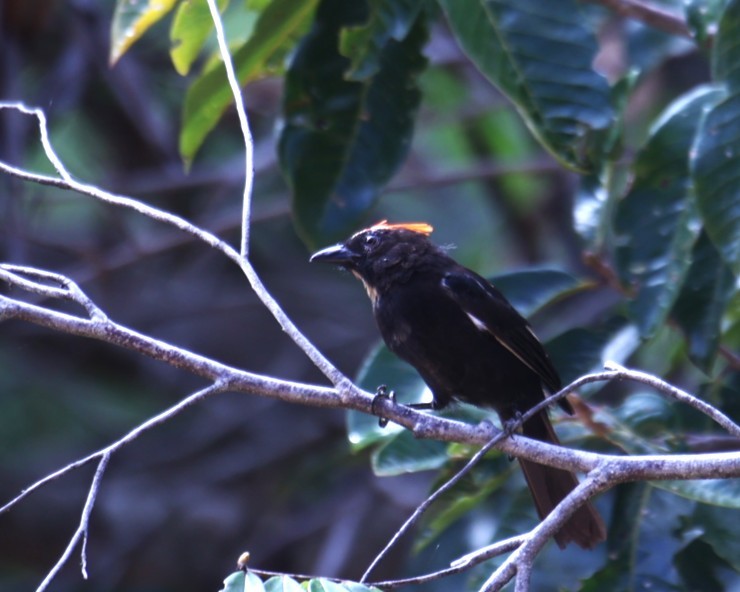 Flame-crested Tanager - ML630966896