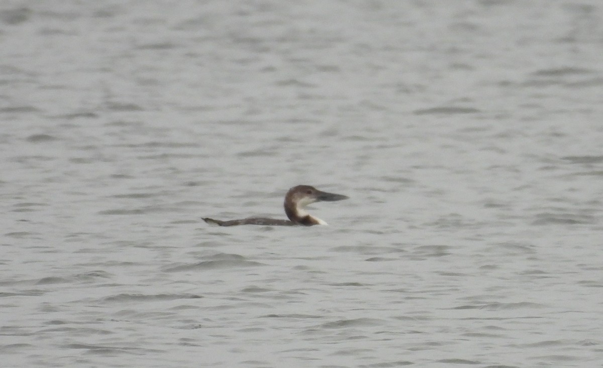 Common Loon - ML630966967