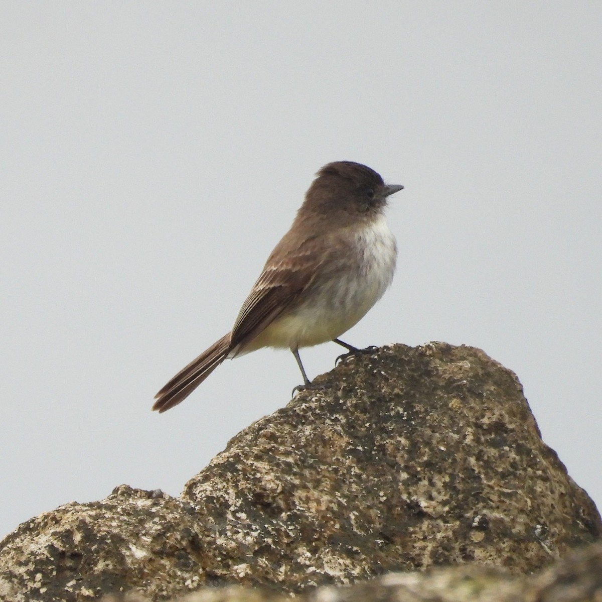 Eastern Phoebe - ML630967014