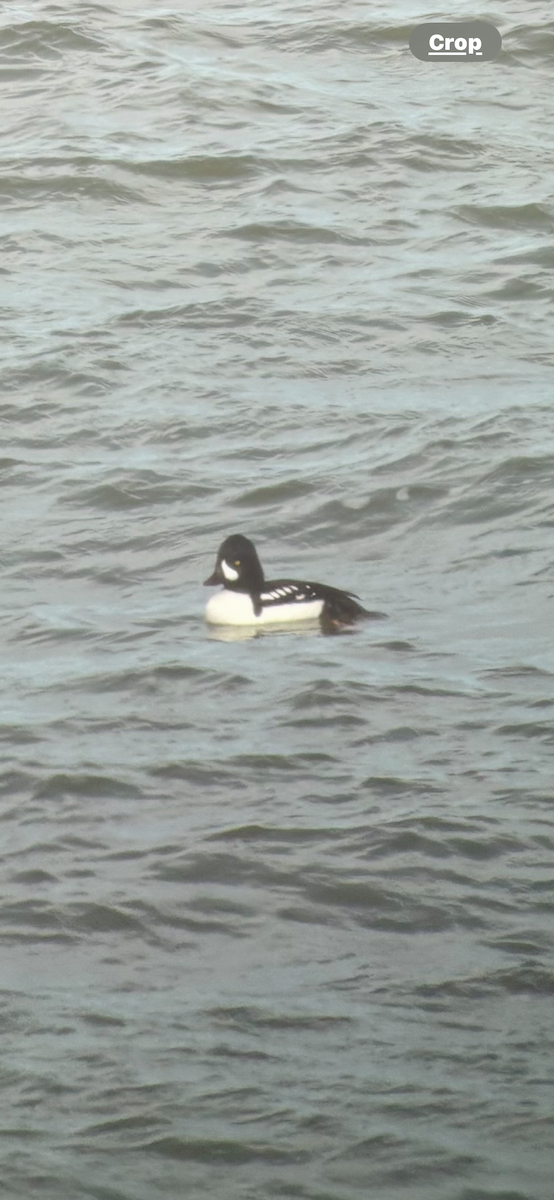 Barrow's Goldeneye - ML630967032