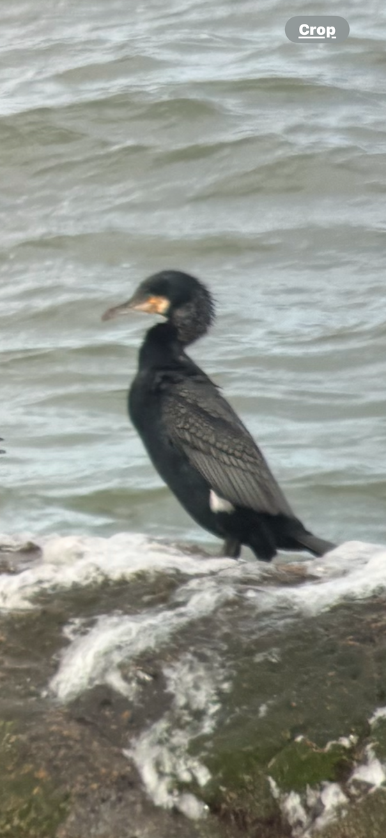 Great Cormorant - ML630967072