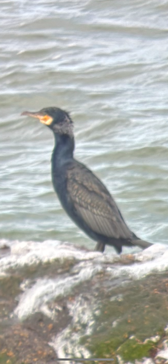 Great Cormorant - ML630967073