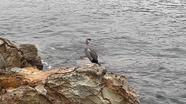 Cormorán Moteado - ML630967153