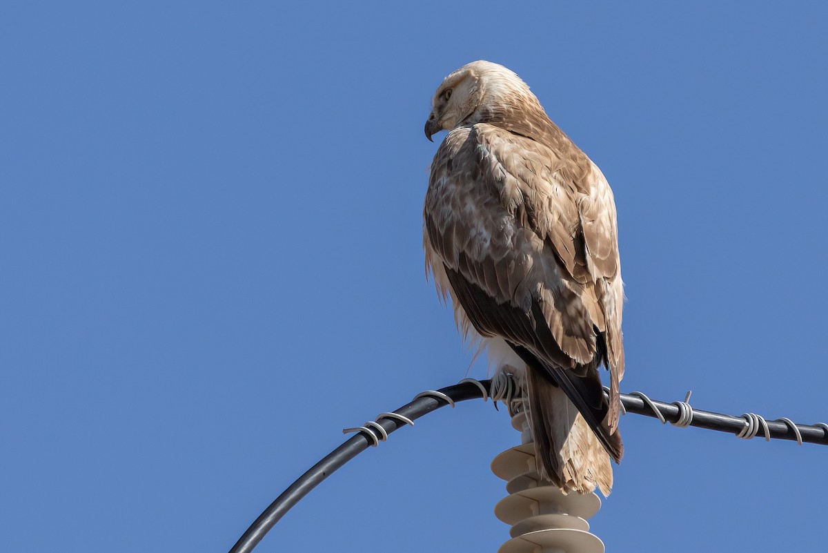 káně bělochvostá - ML630967248