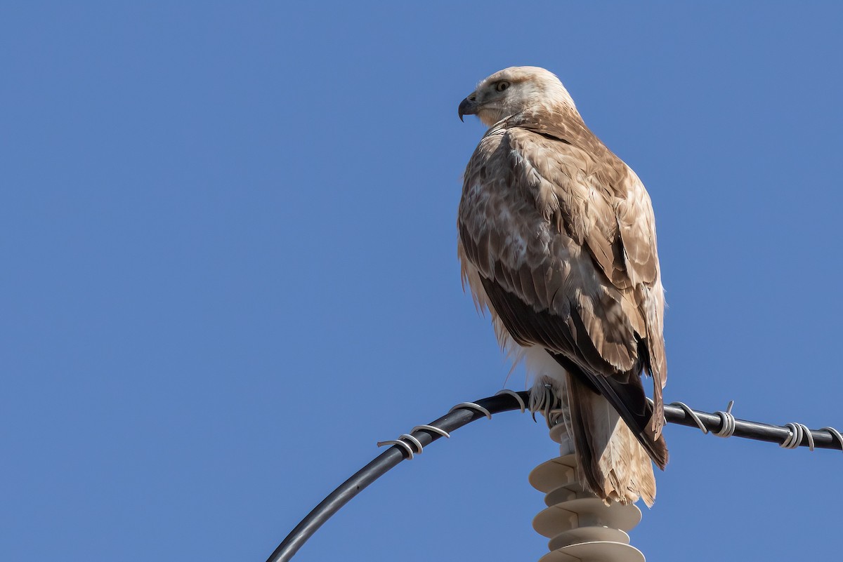 káně bělochvostá - ML630967249