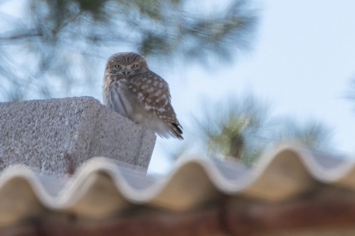 sýček obecný - ML630967263