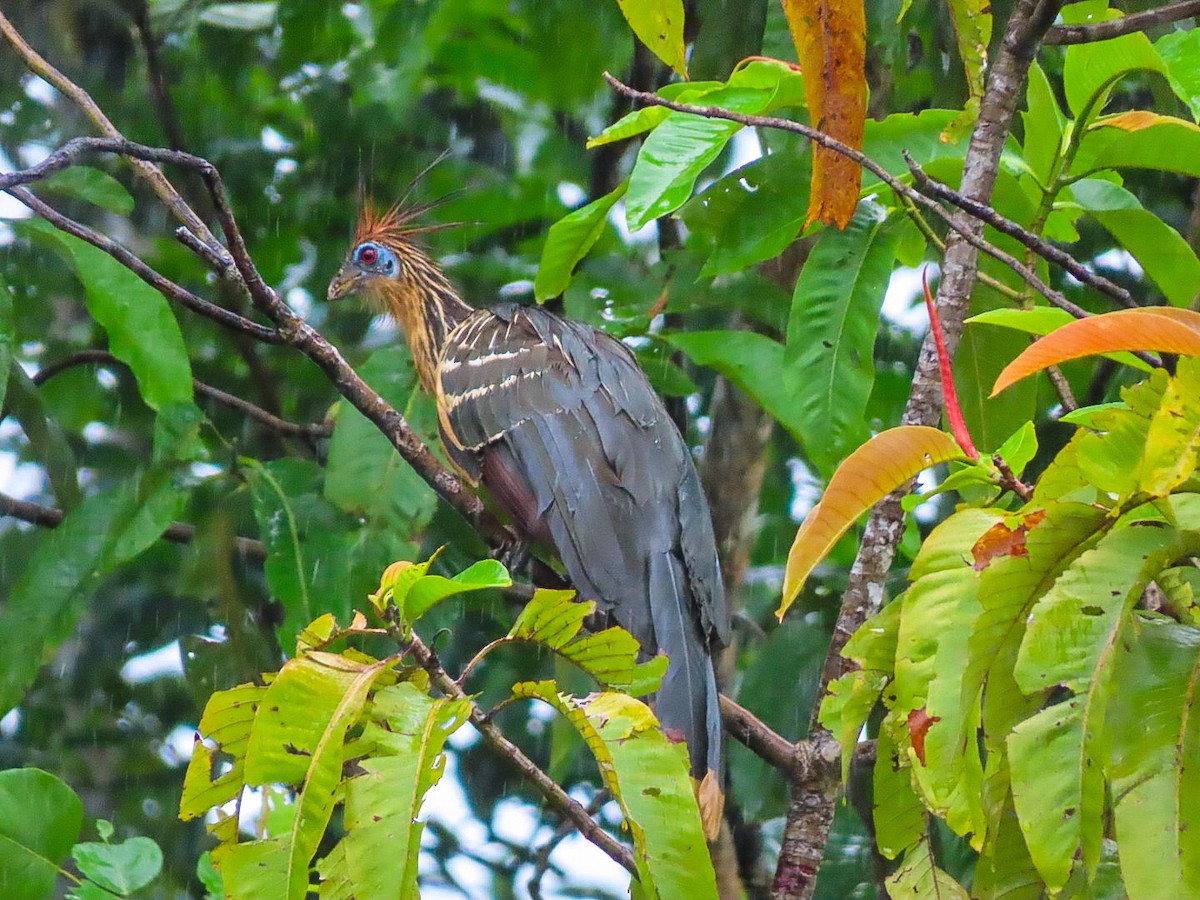 Hoatzin - ML630967346