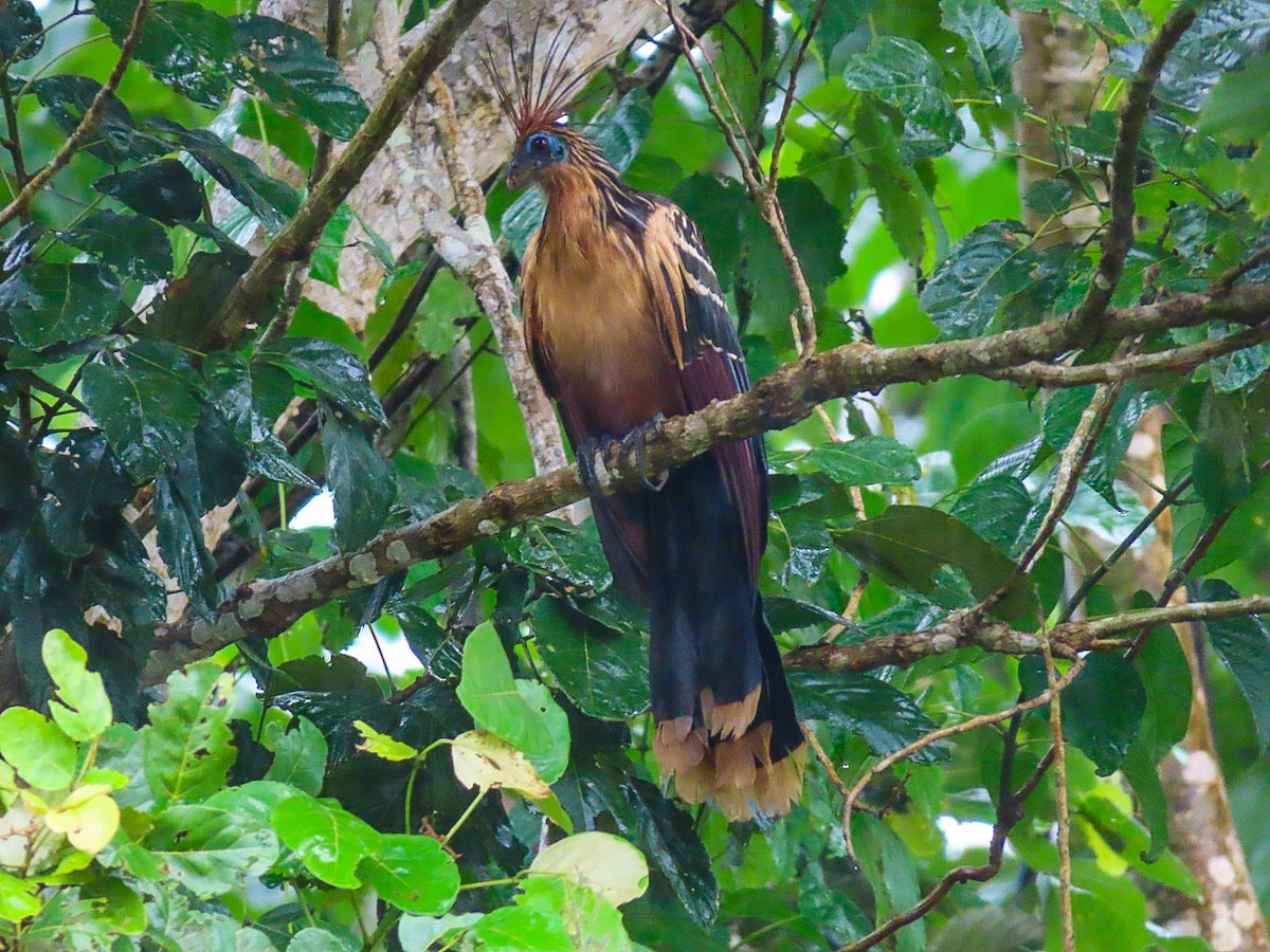 Hoatzin - ML630967349