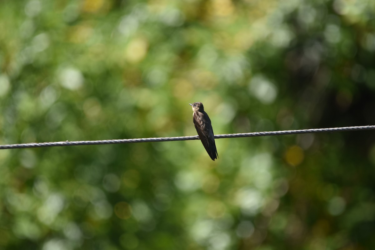 Brown-chested Martin - ML630967396