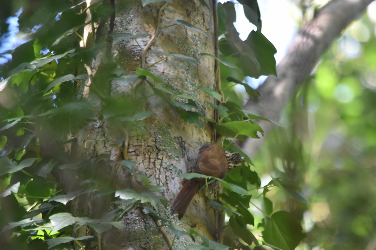 Narrow-billed Woodcreeper - ML630967413