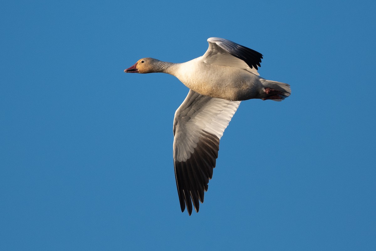 Snow Goose - ML630967530