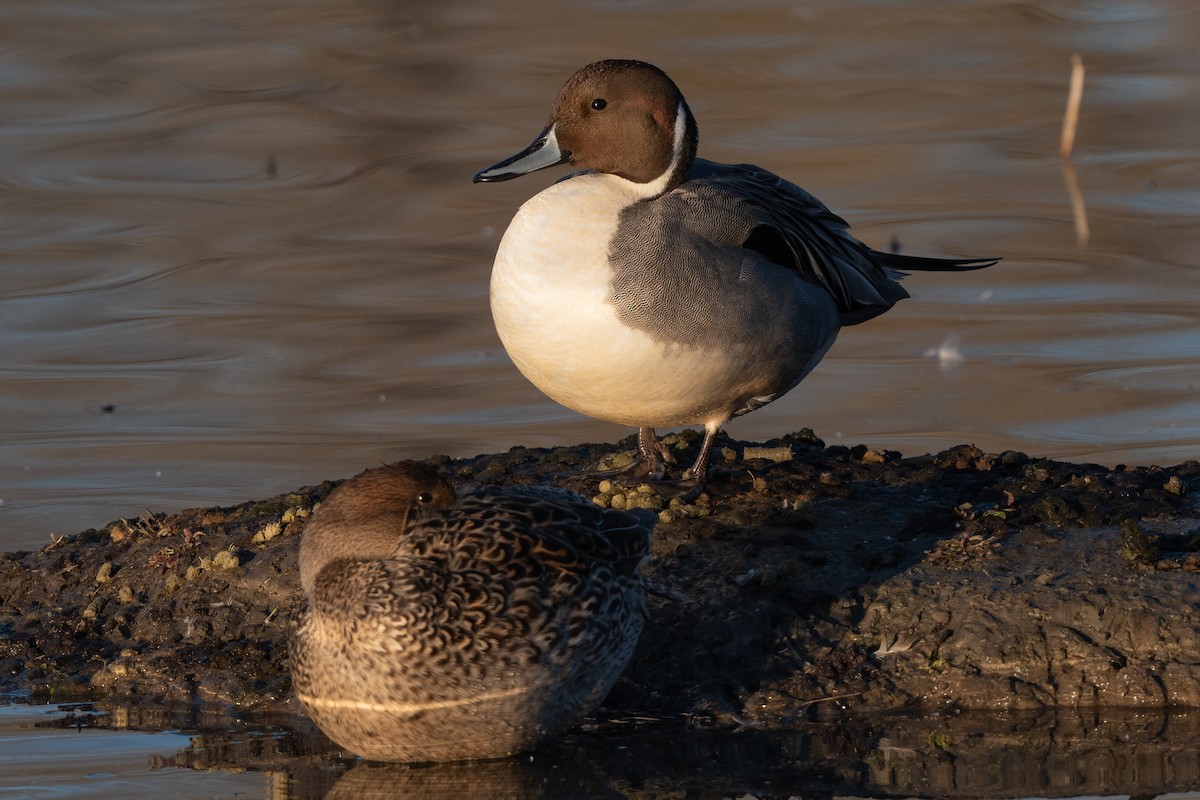 Northern Pintail - ML630967537