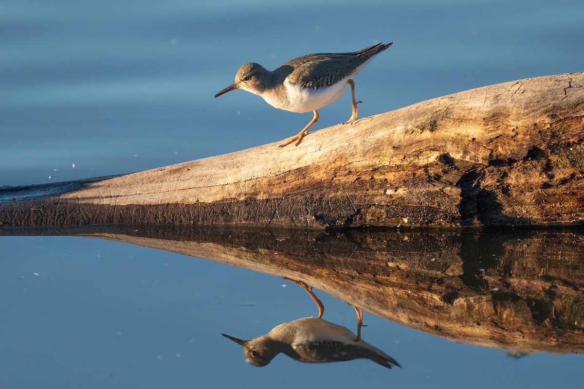 Spotted Sandpiper - ML630967550