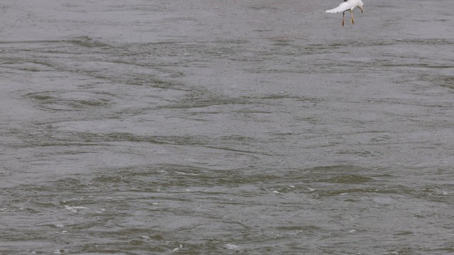 Ring-billed Gull - ML630967606