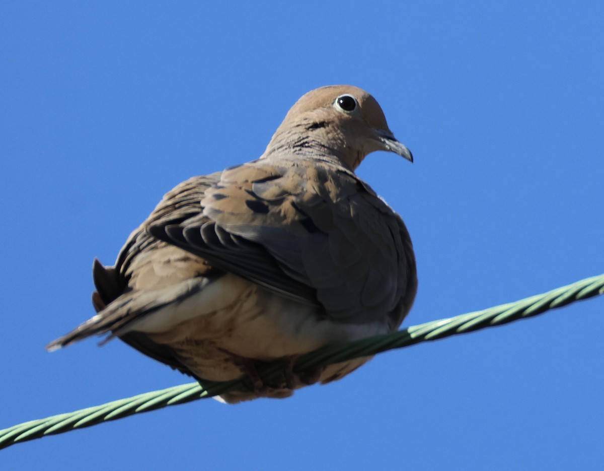 Mourning Dove - ML630967646