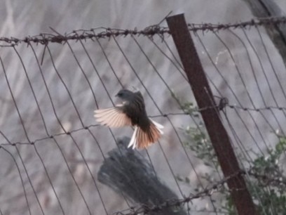 Black-faced Bunting - ML630967656