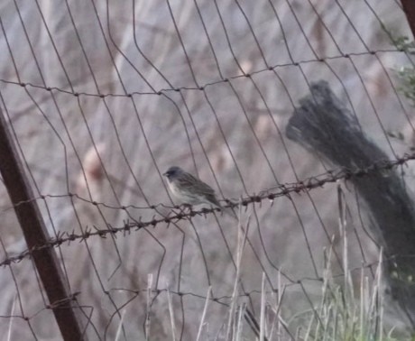 Black-faced Bunting - ML630967658