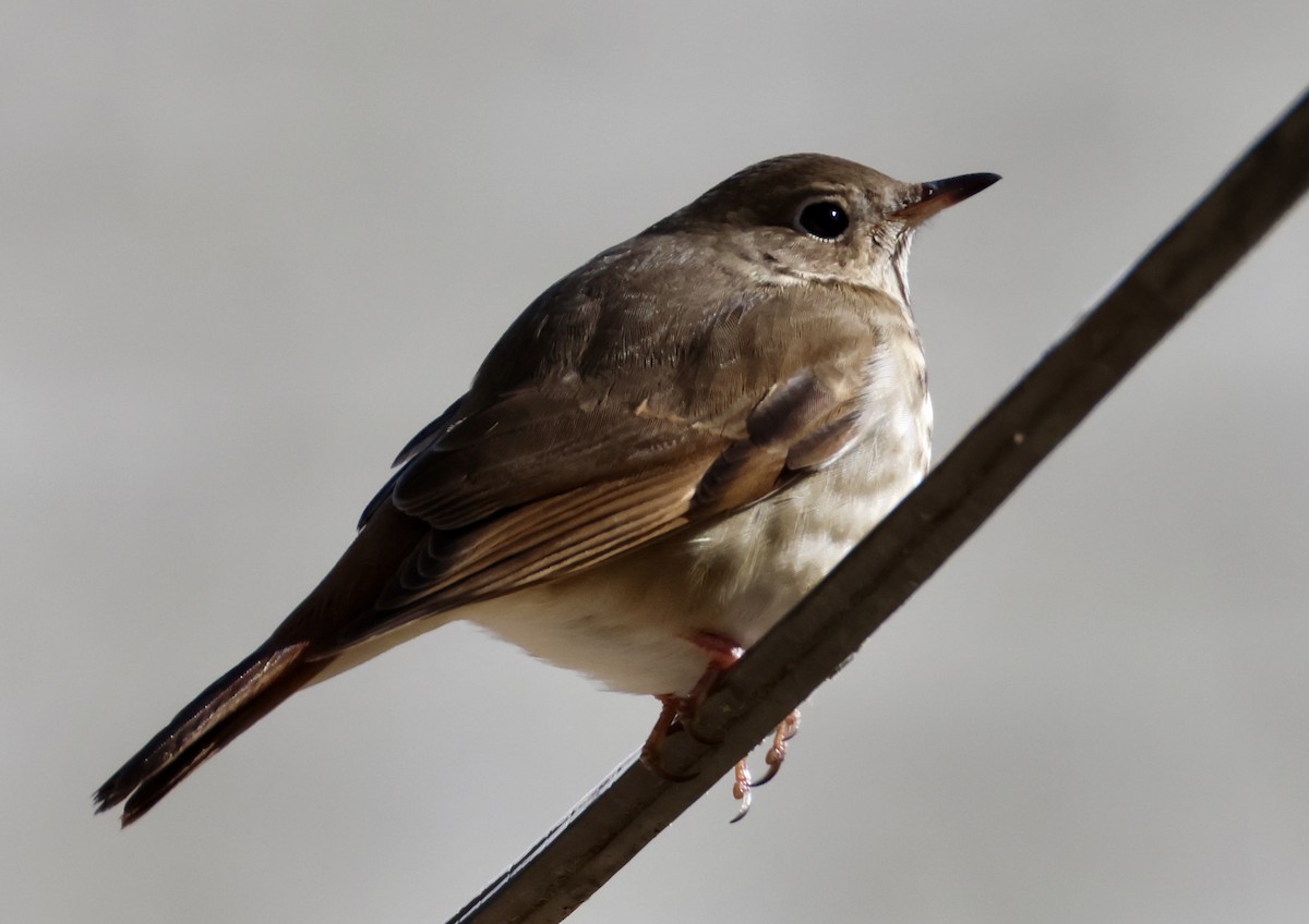 Hermit Thrush - ML630967680
