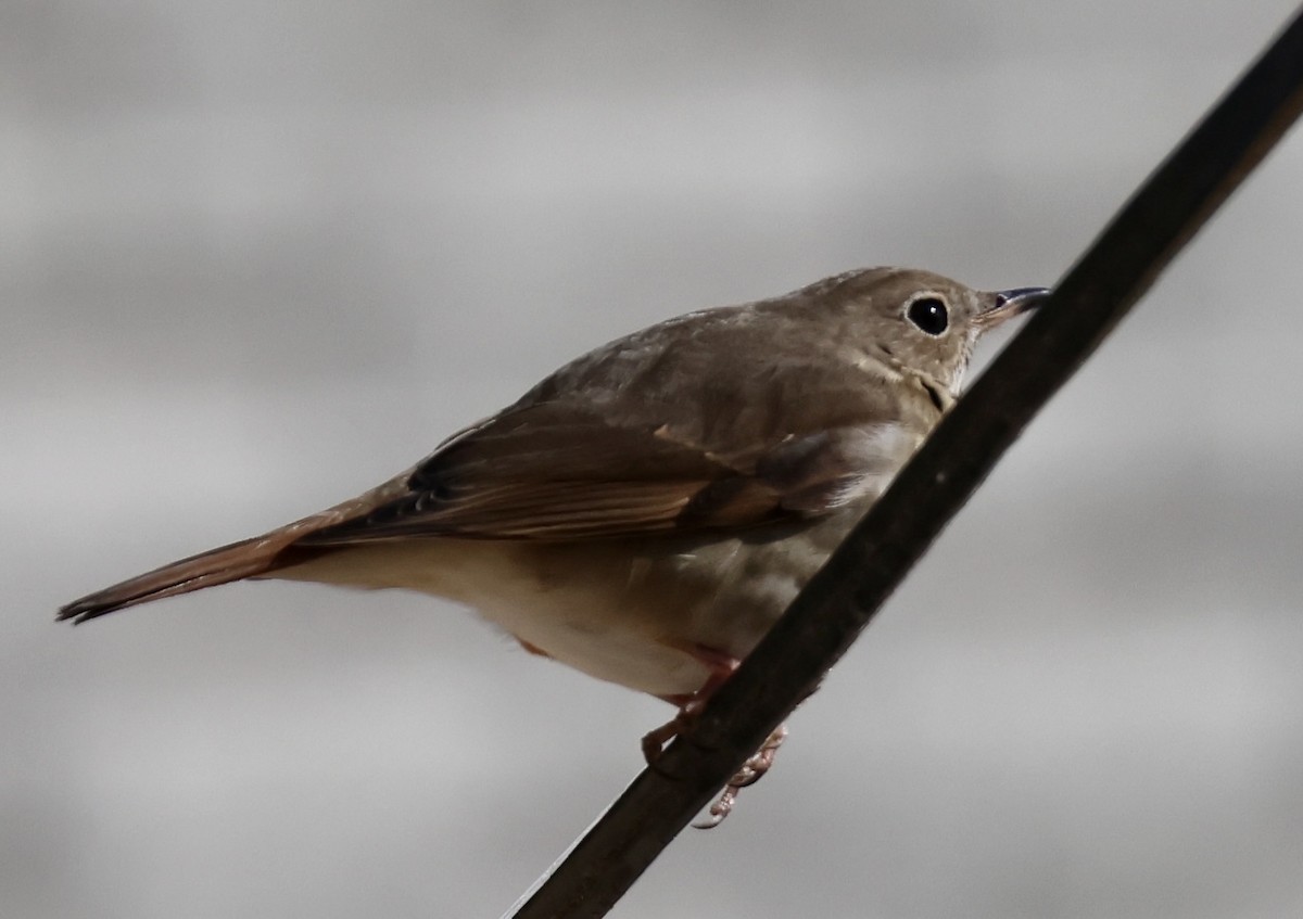 Hermit Thrush - ML630967699