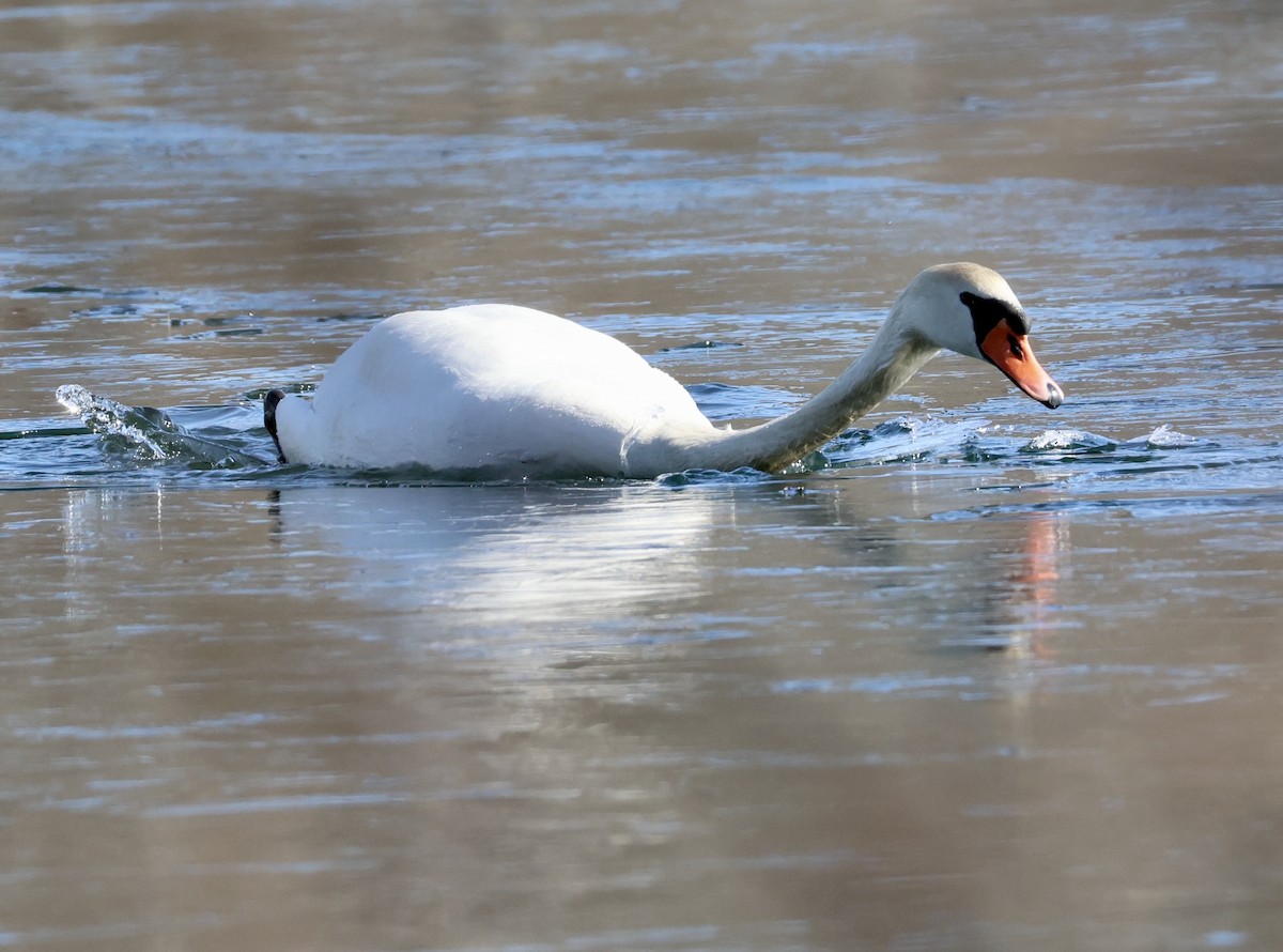 Mute Swan - ML630967721