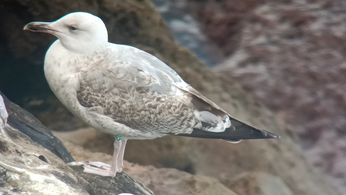Caspian Gull - ML630967780