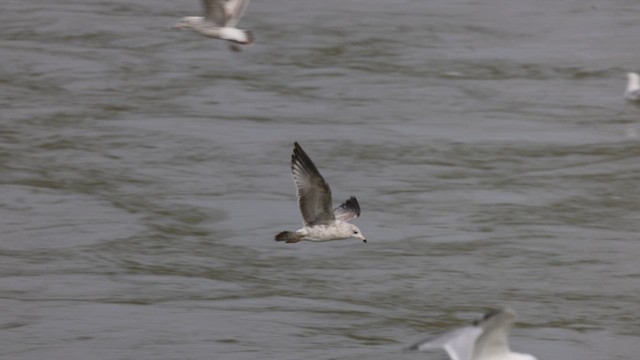 Ring-billed Gull - ML630967816