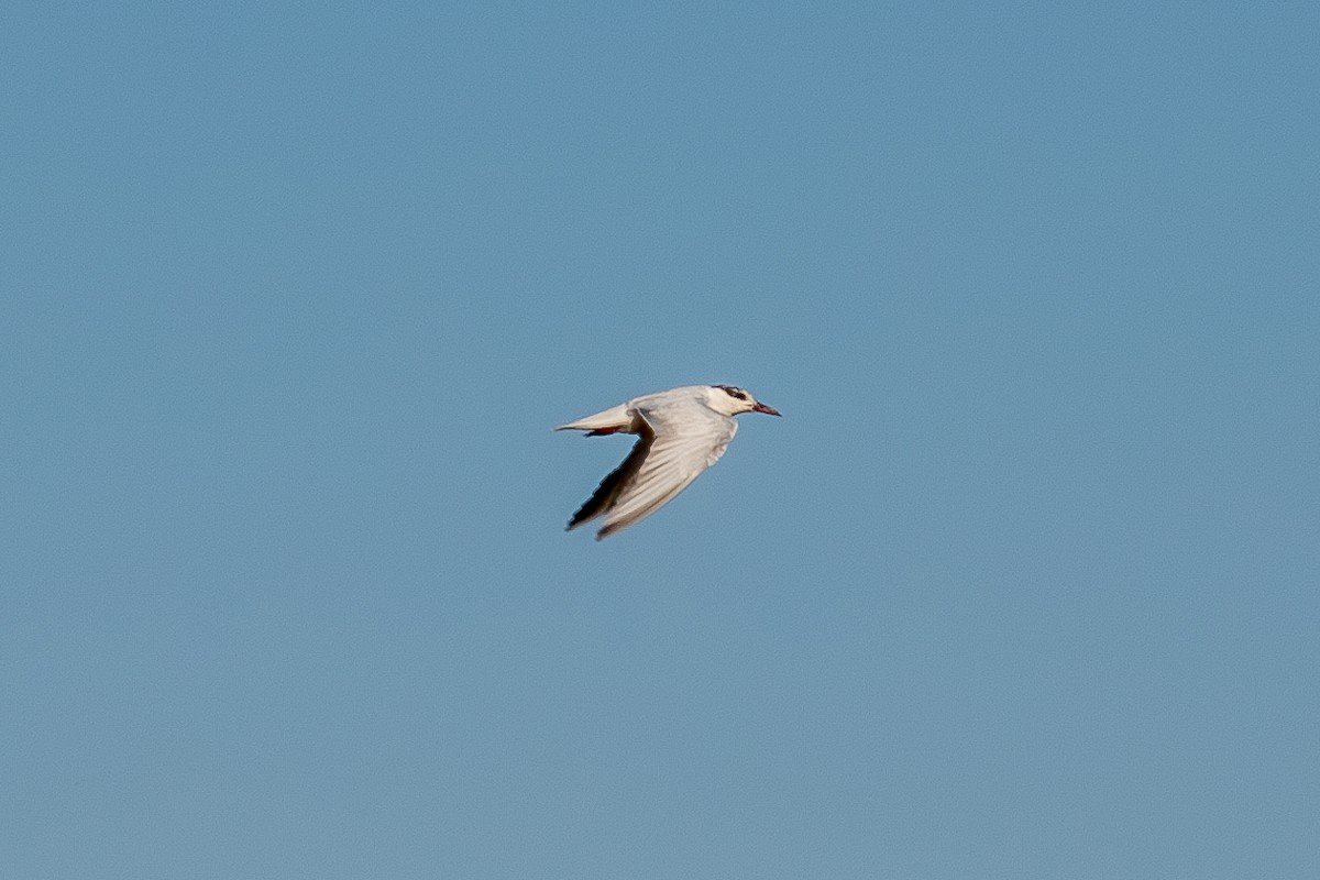 Whiskered Tern - ML630967825