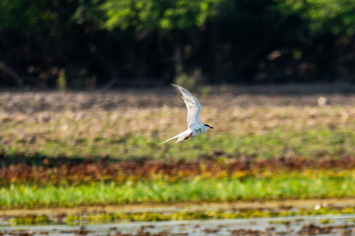 Whiskered Tern - ML630967826