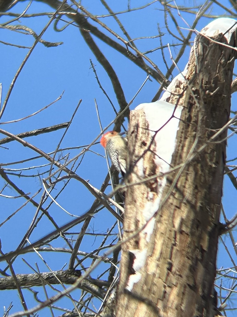 Red-bellied Woodpecker - ML630967891