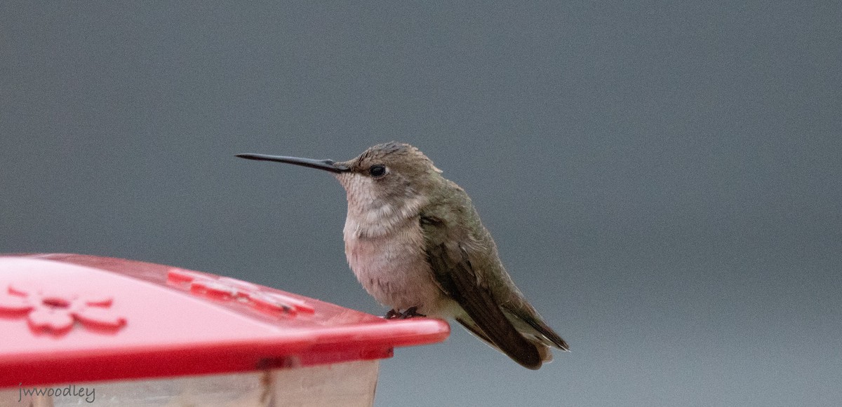 Black-chinned Hummingbird - ML630967897