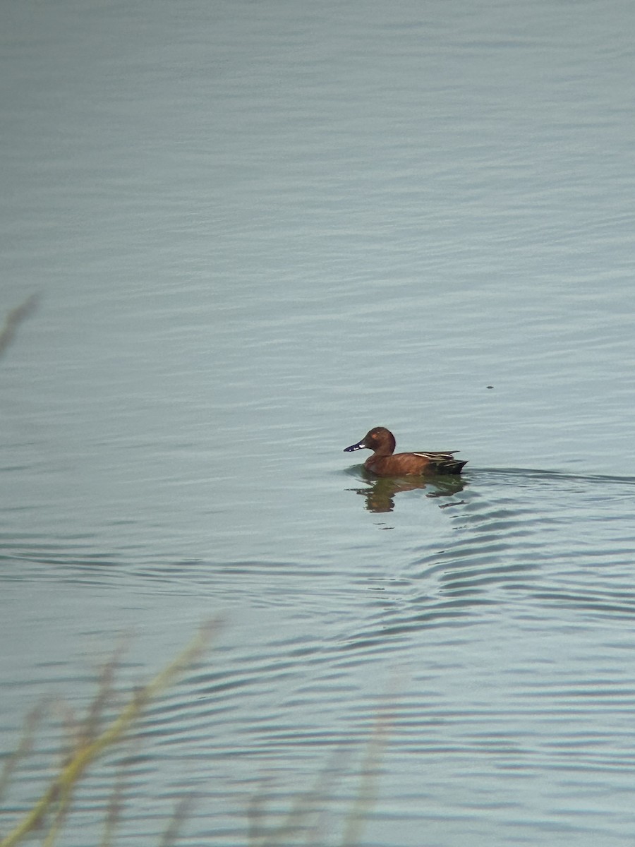 Cinnamon Teal - ML630968329